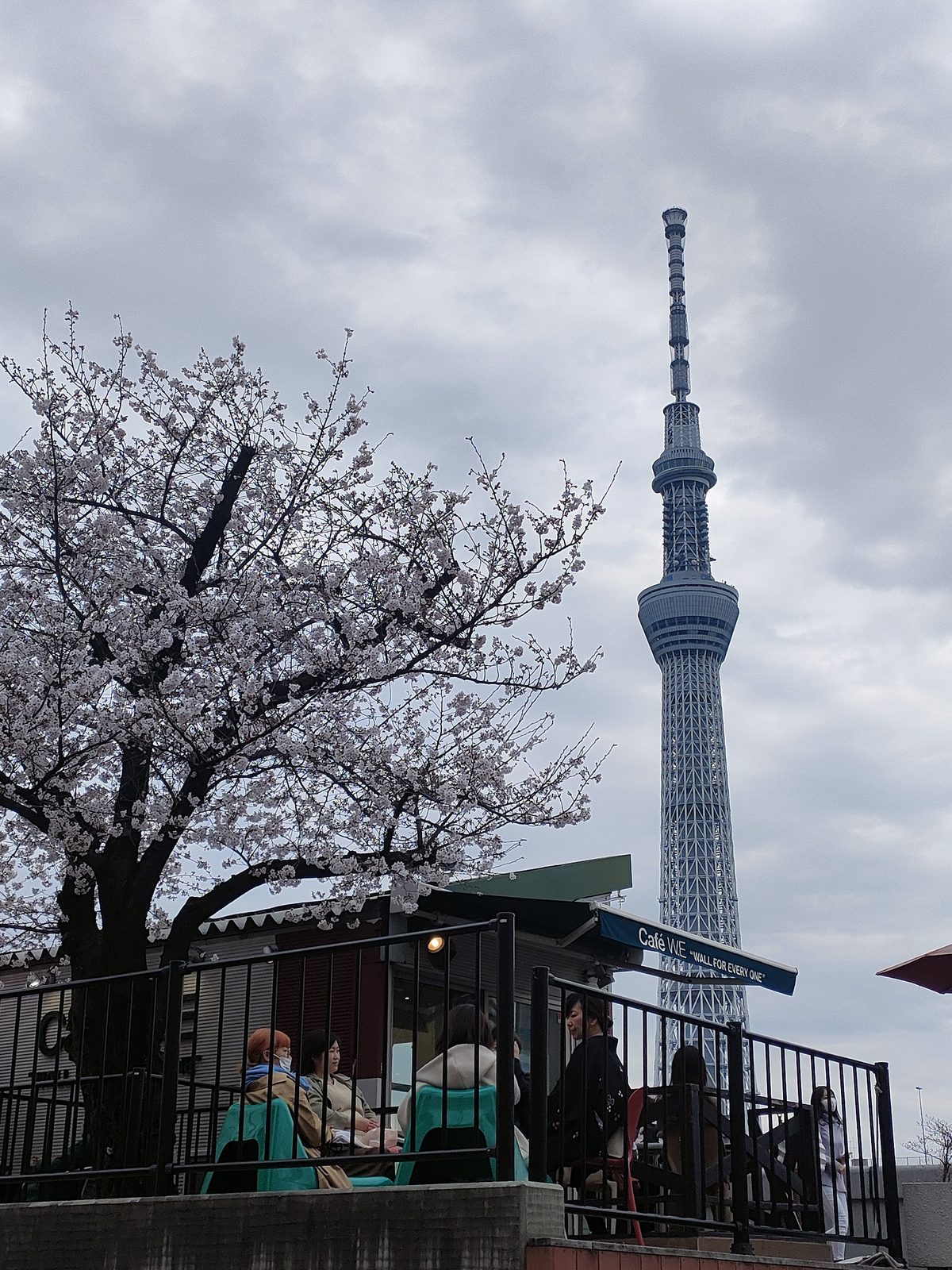 桜の隅田川からスカイツリー