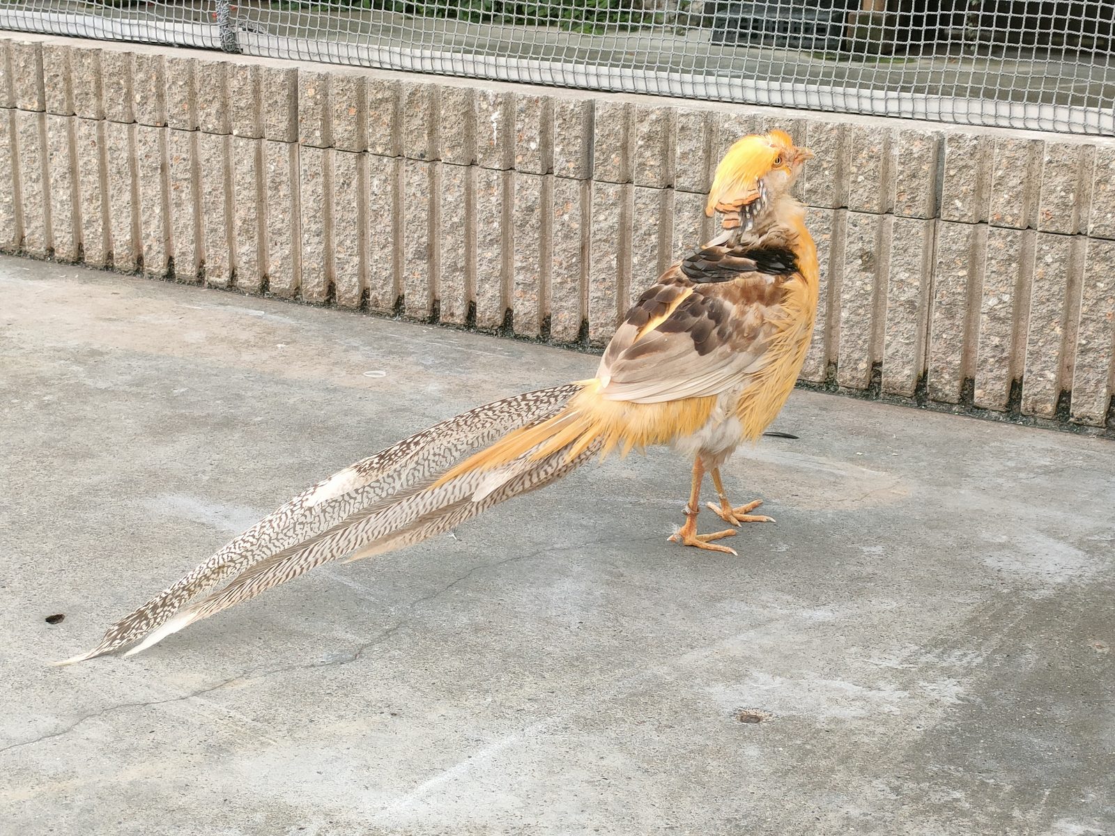 放し飼いの鳥が普通に歩いてくる。こいつの配色カッコ良すぎる