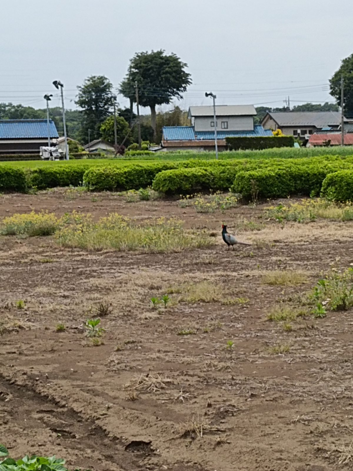 キジの配色って凄すぎる