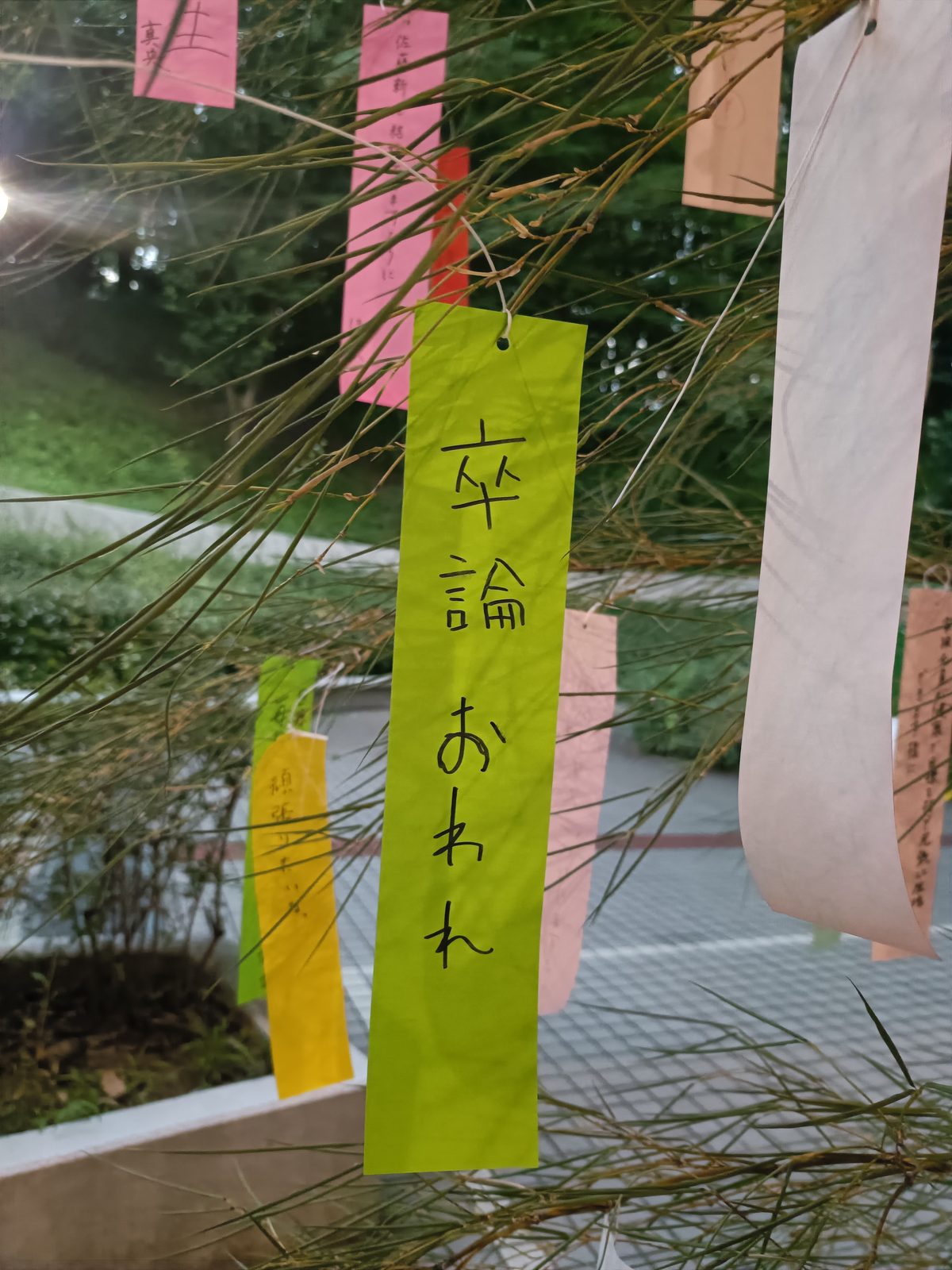 まぁ、なんとか叶いましたね